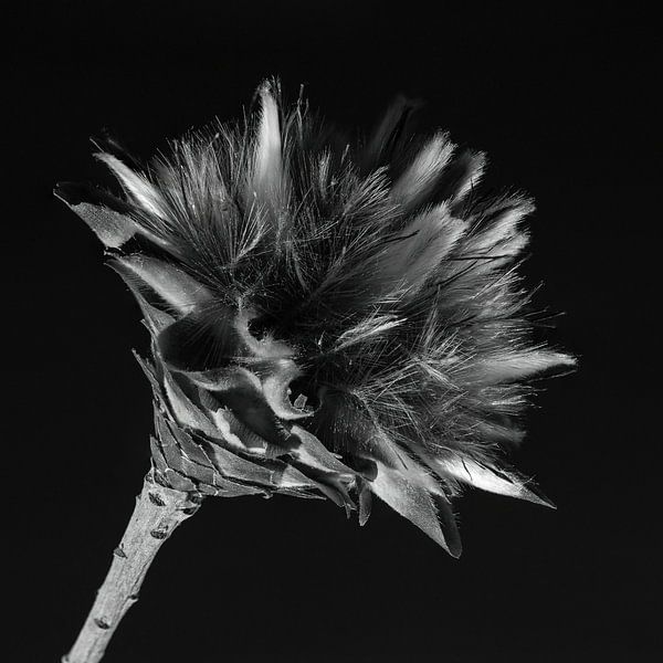 Art de la nature en noir et blanc par Klaartje Majoor