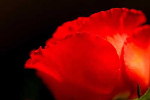 Rote Rose von der Seite gesehen