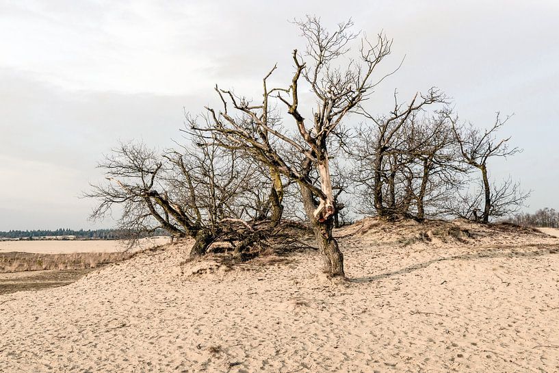 Kale boomtoppen en struiken in het zand von Ruud Morijn