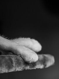 Jambes de chatte croisées paresseuses