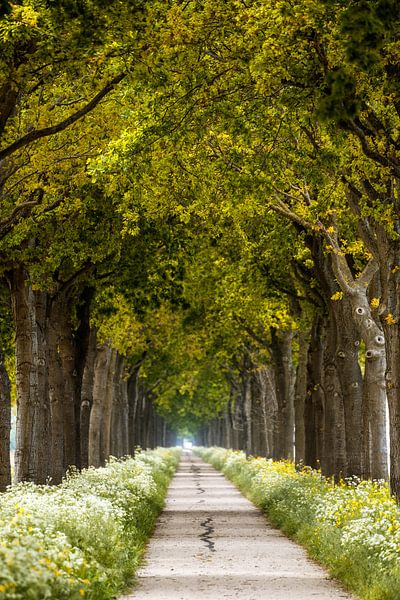 Jump Path by Lars van de Goor