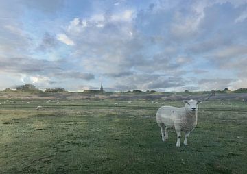 schaapje op de dijk van Jacintha Van beveren