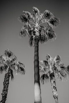 Upward shot from palm trees by Fotografia Elegante