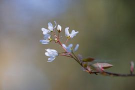 Blossom by Roelinda Tip