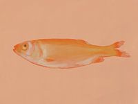 Goldfish on salmon pink