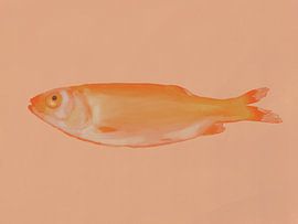 Goudvis op zalmroze van Anna Benge