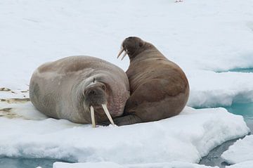 Walrussen op ijsschots