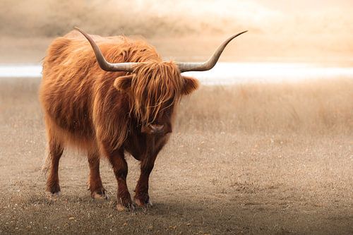 Schottischer Hochlandbewohner