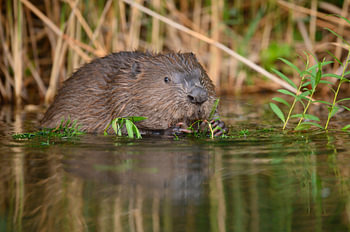 Bever voeren