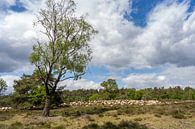 schilderachtig landschap van de Loenermark op de Veluwe van Pixel Meeting Point thumbnail