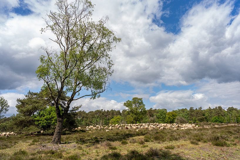 schilderachtig landschap van de Loenermark op de Veluwe van Pixel Meeting Point