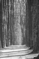 Zwart/wit Beukenlaantje in het bos (Fagus sylvatica)