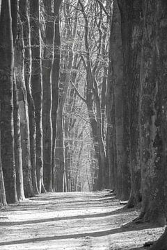 Zwart/wit Beukenlaantje in het bos (Fagus sylvatica) van whmpictures .com