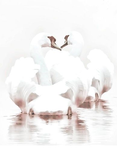 Swans in love