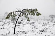 The Black Moor, small pine in winter by Holger Spieker thumbnail