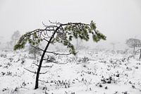De Zwarte Moor, kleine den in de winter