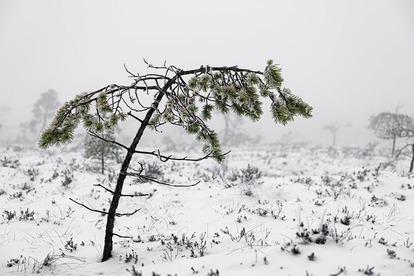 The Black Moor, small pine in winter by Holger Spieker