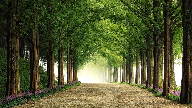 Route Metasequoia par Tiger Seo