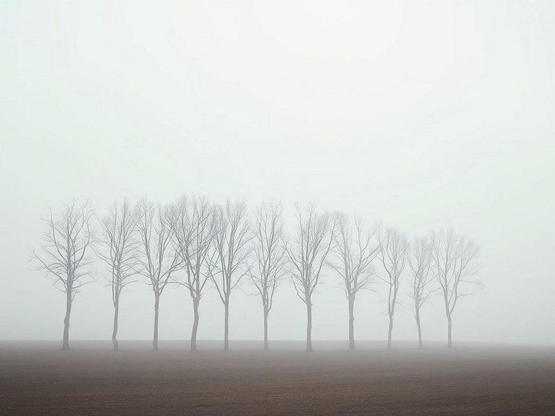 Les sentinelles du silence : Une matinée d'hiver mystique dans les champs par Artistic