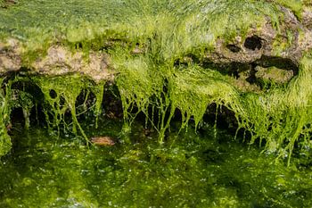 Hidden by the Tide