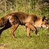 Vos in de Amsterdamse Waterleidingduinen sur Marie-Christine Alsemgeest-Zuiderent