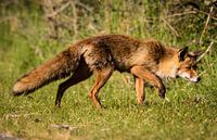 Vos in de Amsterdamse Waterleidingduinen