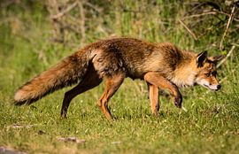 Vos in de Amsterdamse Waterleidingduinen von Marie-Christine Alsemgeest-Zuiderent