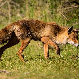 Vos in de Amsterdamse Waterleidingduinen van Marie-Christine Alsemgeest-Zuiderent