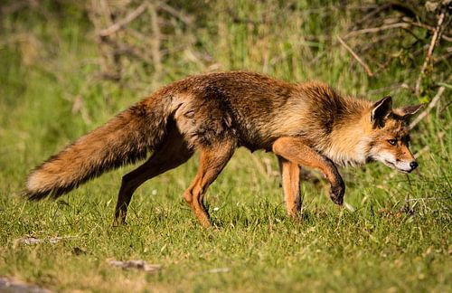 Vos in de Amsterdamse Waterleidingduinen von Marie-Christine Alsemgeest-Zuiderent