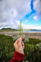 Green Pine Branch at Lake Sønstevatn: Minimalist Natural Beauty