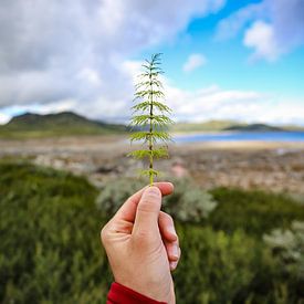 Der grüne Zweig der Norwegischen Kiefer von Be More Outdoor