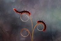 The Caterpillar Romance