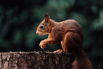 Écureuil sur un tronc d'arbre sur Hanno Pronk