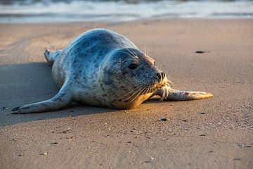 Jonge zeehond begroet de avondzon aan het strand, met nieuwsgierige blik en glanzende vacht, liggend op het strand van byphotographyms