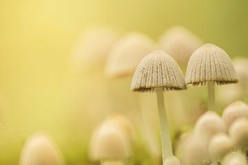 Kleine paddenstoelen bij elkaar. van Priscilla Lecomte