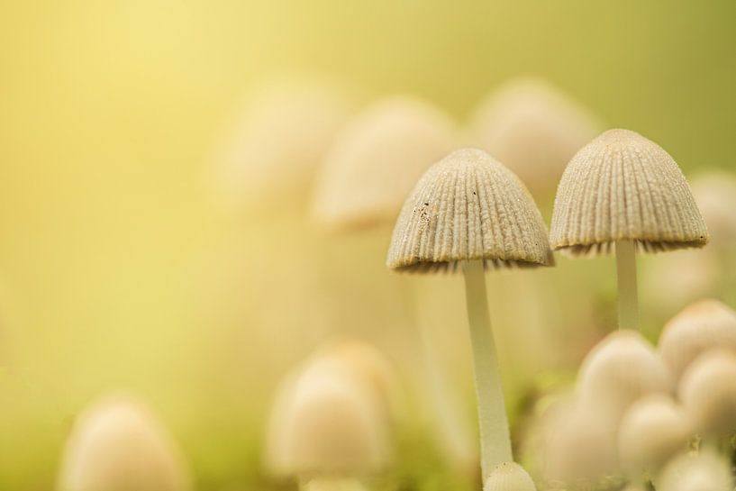 Small mushrooms together. by Priscilla Lecomte