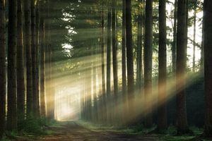 Light from the Right von Martin Podt