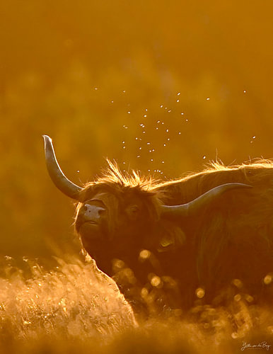 Scottish Highland cow at sunset