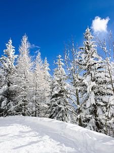 Besneeuwde bomen onder een blauwe hemel van iPics Photography