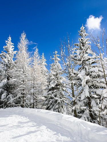 Snow trees under a blue sky by iPics Photography