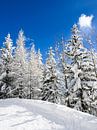 Snow trees under a blue sky by iPics Photography thumbnail
