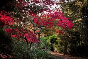 Herbst von Carla van Zomeren