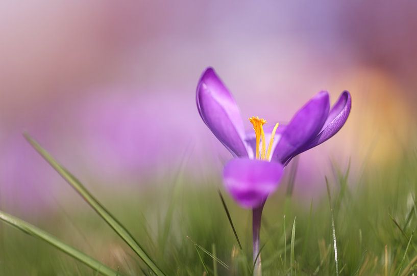 Le printemps ! par LHJB Photography