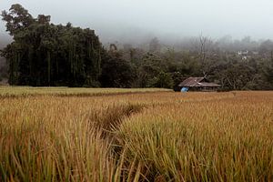 Rustgevend rijstveld in Pai (Thailand) van Melanie (Flashpacker)