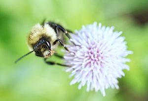 Hummel auf Distel