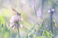 A summer's charm