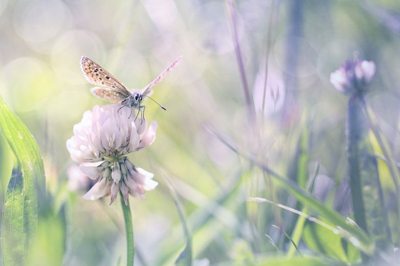 A summer's charm van Bob Daalder