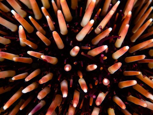 Details of a sea urchin, abstract