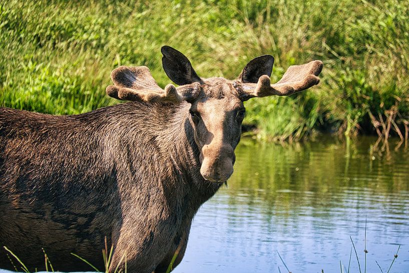 Elanden in de natuur van Zweden van Martin Köbsch