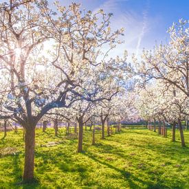 In the orchard by Bram de Jong